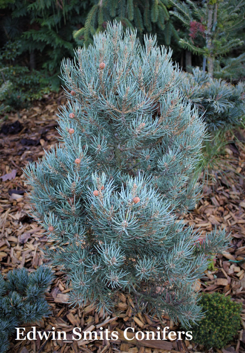 Pinus monophylla 'Sunrise'